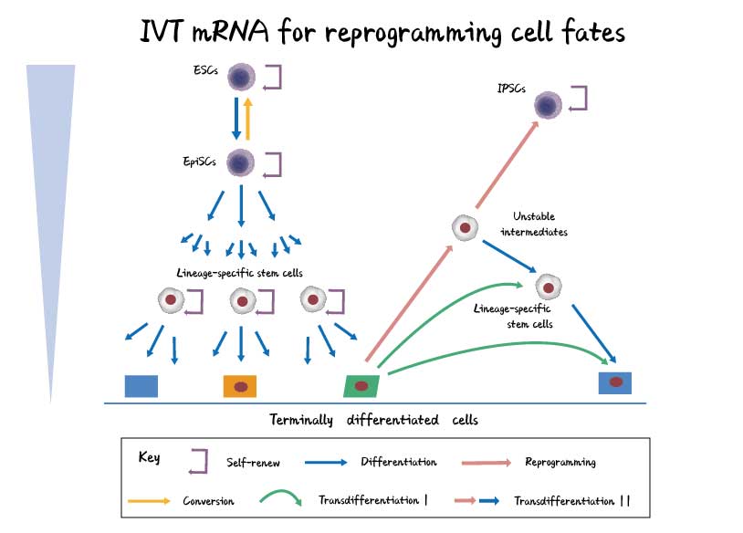 Fig-1.3.jpg