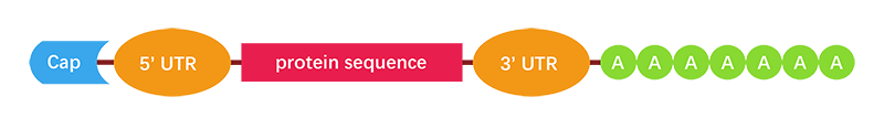 mrna-structure.png